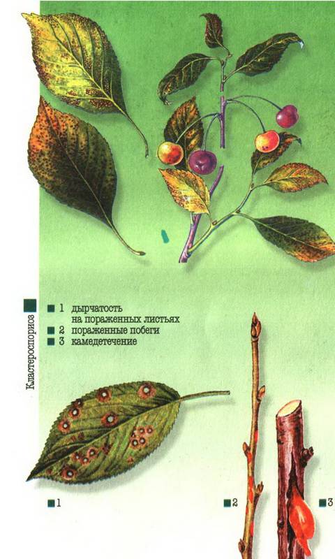 Иллюстрация 8 из 16 для Вишня и черешня - Михеев, Ревякина | Лабиринт - книги. Источник: Ялина