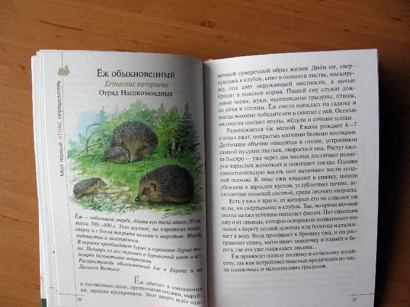Иллюстрация 19 из 28 для Атлас. Животные леса (3582) - Бровкина, Сивоглазов | Лабиринт - книги. Источник: Red cat ;)
