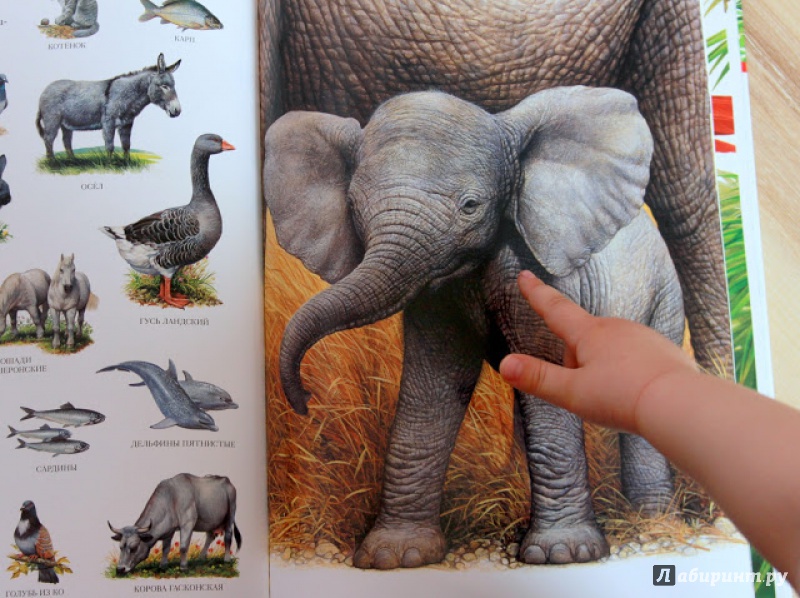 Иллюстрация 8 из 31 для Большой атлас животных - Селин Потард | Лабиринт - книги. Источник: Куликовских  Наталья