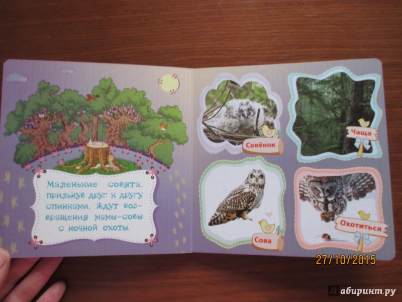 Иллюстрация 6 из 12 для Дикие птицы и их птенцы - Вера Мельник | Лабиринт - книги. Источник: Марина Епифанцева
