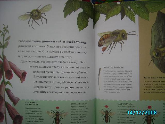 Иллюстрация 4 из 36 для Пчелы, бабочки, стрекозы - Тинг Моррис | Лабиринт - книги. Источник: Звездочка