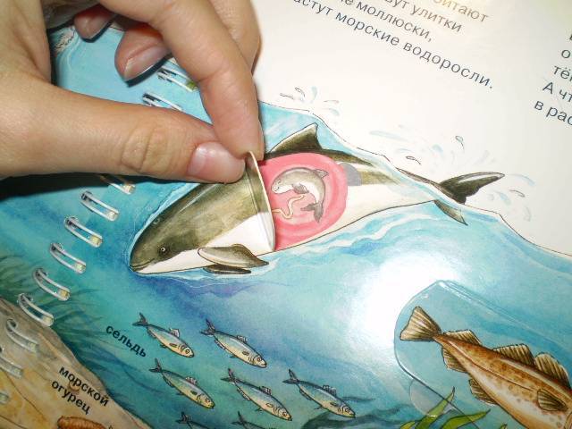 Иллюстрация 41 из 58 для На море - Андреа Эрне | Лабиринт - книги. Источник: С  М В
