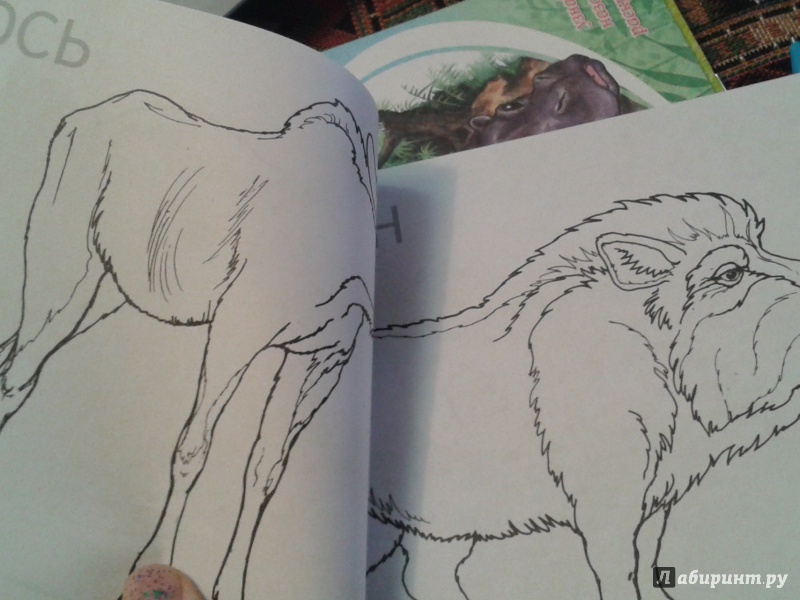 Иллюстрация 11 из 22 для Дикие животные | Лабиринт - книги. Источник: Написатель