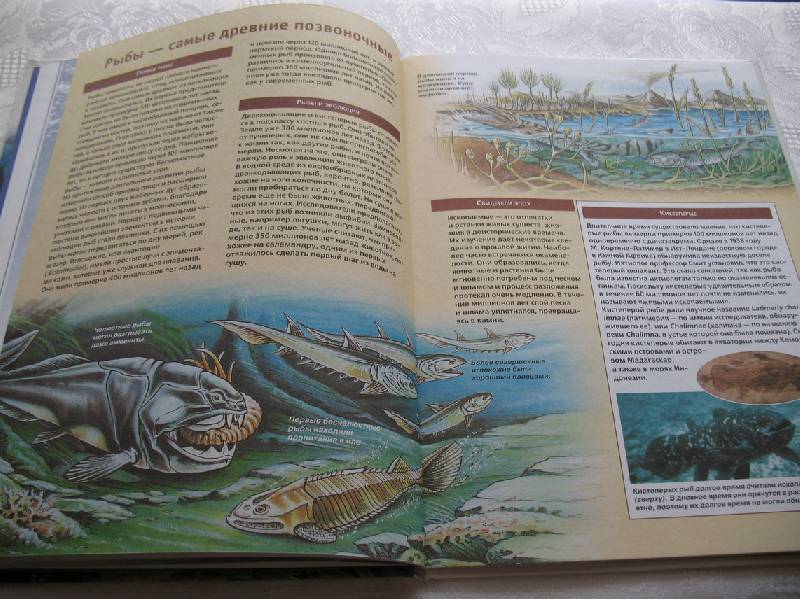 Иллюстрация 3 из 17 для Рыбы - Торстен Фишер | Лабиринт - книги. Источник: tayana