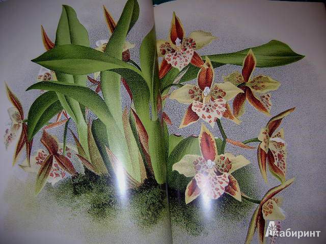 Иллюстрация 25 из 38 для Орхидеи. Линдения - иконография орхидей | Лабиринт - книги. Источник: Lunna