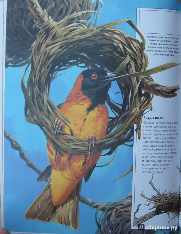 Иллюстрация 49 из 54 для Мир удивительных животных - Стоунхауз, Бертрам | Лабиринт - книги. Источник: Александр Сколдин