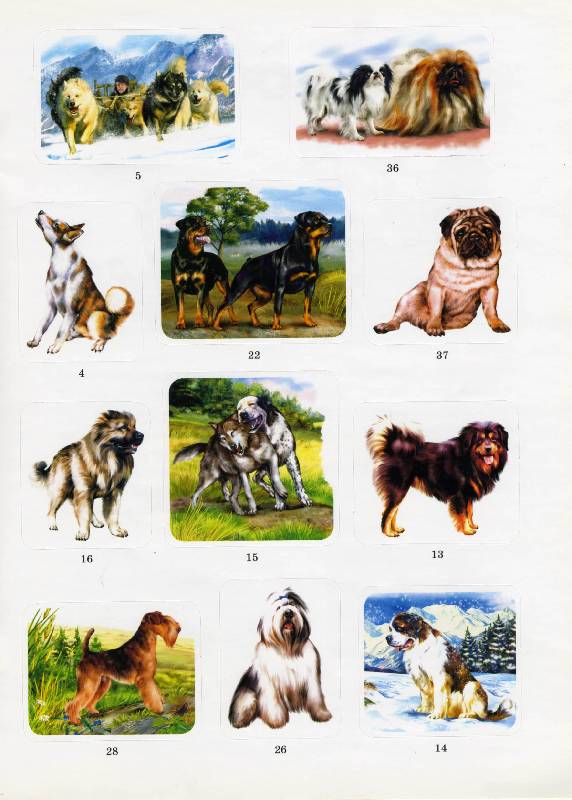 Иллюстрация 11 из 15 для Собаки - А. Бугаев | Лабиринт - книги. Источник: РИВА