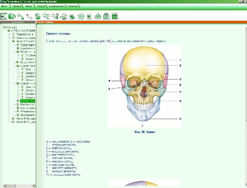 Иллюстрация 3 из 7 для Атлас анатомии человека (CD) | Лабиринт - . Источник: Рыженький