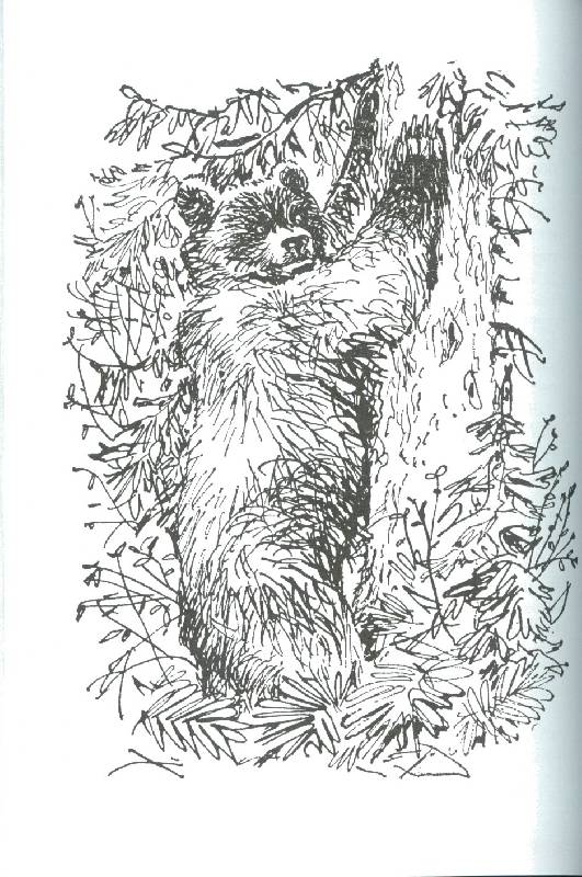 Иллюстрация 41 из 51 для Весенние радости - Николай Сладков | Лабиринт - книги. Источник: bel-k