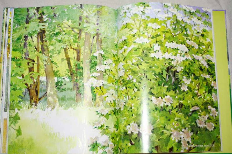 Иллюстрация 18 из 19 для Акварель. Рисуем деревья и листья - Аделин Флетчер | Лабиринт - книги. Источник: вера_о