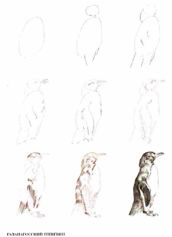 Иллюстрация 11 из 18 для Рисуем 50 исчезающих животных - Эймис, Бадд | Лабиринт - книги. Источник: Кнопа2