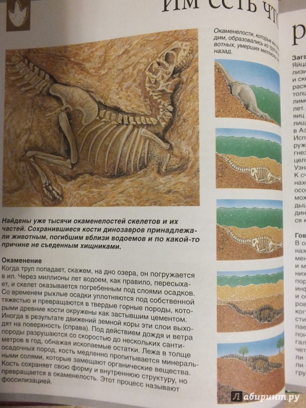 Иллюстрация 30 из 36 для Динозавры - Лора Камбурнак | Лабиринт - книги. Источник: Галимова  Елена Александровна