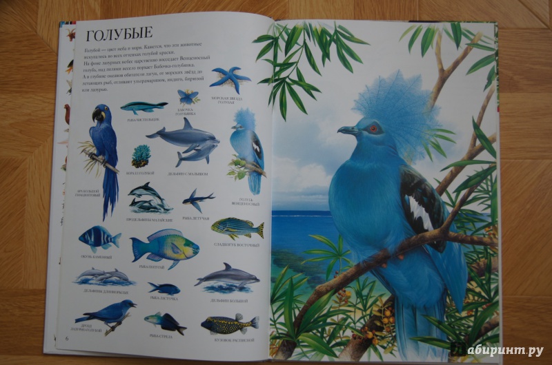 Иллюстрация 19 из 31 для Большой атлас животных - Селин Потард | Лабиринт - книги. Источник: Katrin.1001