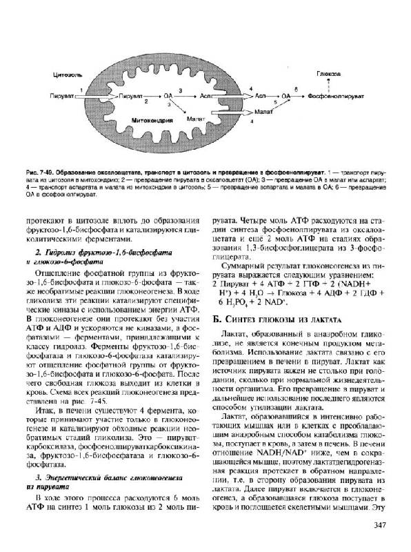 Иллюстрация 47 из 48 для Биохимия. Учебник - Авдеева, Алейникова, Андрианова | Лабиринт - книги. Источник: Юта