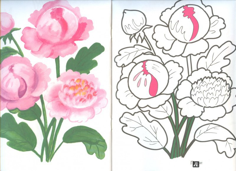 Иллюстрация 6 из 16 для Цветы садовые | Лабиринт - книги. Источник: Яровая Ирина