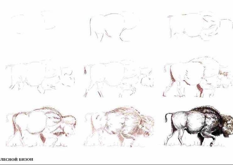 Иллюстрация 6 из 18 для Рисуем 50 исчезающих животных - Эймис, Бадд | Лабиринт - книги. Источник: Спанч Боб