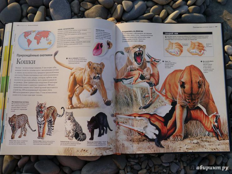 Иллюстрация 16 из 52 для Животные. Энциклопедия для детей и их родителей - Уэйд, Лампкин, Сайденстикер | Лабиринт - книги. Источник: Красавишна3