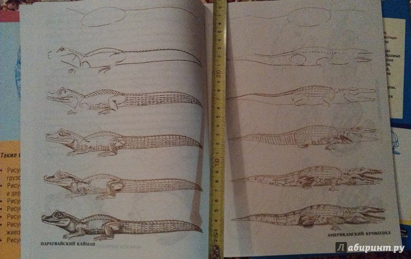 Иллюстрация 21 из 39 для Рисуем 50 исчезающих животных - Эймис, Бадд | Лабиринт - книги. Источник: ss0263042