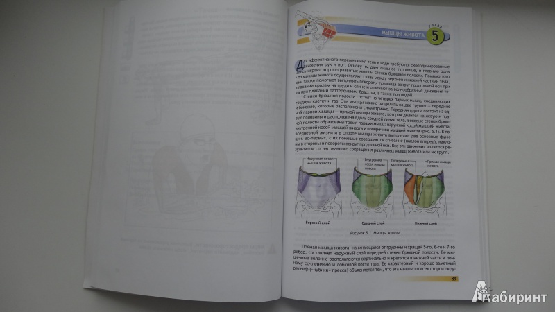 Иллюстрация 7 из 25 для Анатомия плавания - Йен Маклауд | Лабиринт - книги. Источник: Серебренникова  Наталья