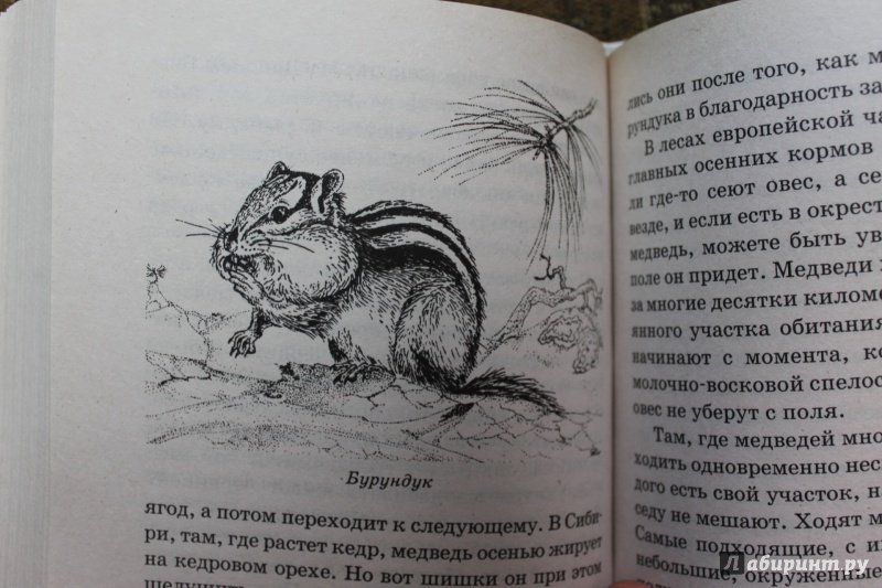 Иллюстрация 14 из 23 для Хищные животные - Алексей Целлариус | Лабиринт - книги. Источник: . NastasiaBu