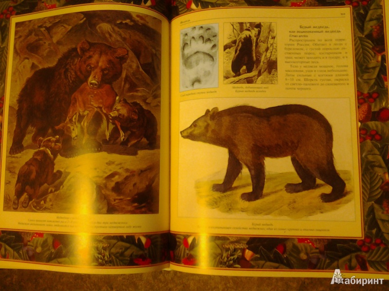 Иллюстрация 6 из 22 для Русский лес. Грибы и ягоды | Лабиринт - книги. Источник: anna4332