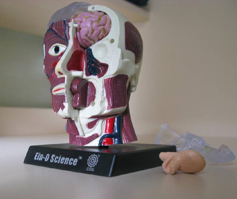 Иллюстрация 7 из 7 для Анатомическая модель человека "Мозг и череп" (E2370BS) | Лабиринт - игрушки. Источник: Лаптева  Лариса Владимировна