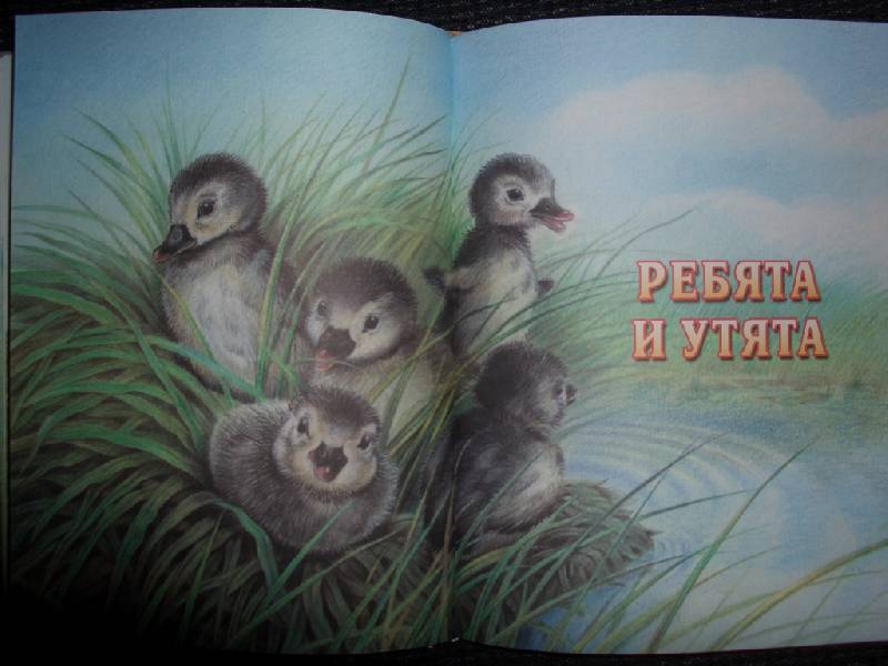 Иллюстрация 5 из 25 для Рассказы о животных - Михаил Пришвин | Лабиринт - книги. Источник: sher