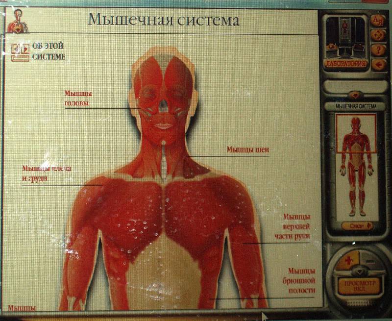 Иллюстрация 7 из 9 для Анатомия человека (CDpc) | Лабиринт - . Источник: Черезова  Светлана Васильевна