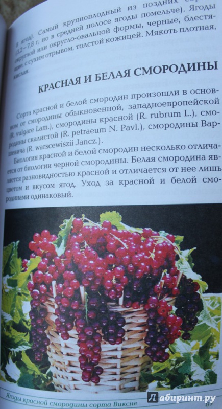 Иллюстрация 12 из 16 для Вкусные ягоды в вашем саду - Рассоха, Купличенко | Лабиринт - книги. Источник: Катерина