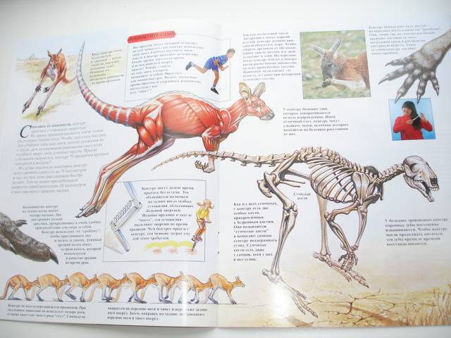 Иллюстрация 55 из 96 для Мир животных (17 книг в боксе) | Лабиринт - книги. Источник: Осьминожка