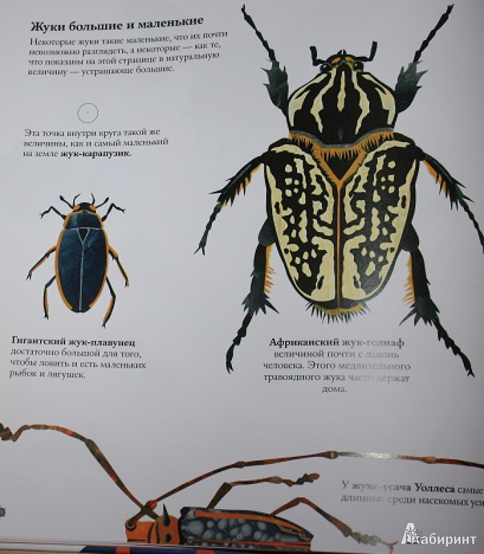Иллюстрация 30 из 43 для В мире жуков. Интересные факты о животных - Стив Дженкинс | Лабиринт - книги. Источник: КНИЖНОЕ ДЕТСТВО