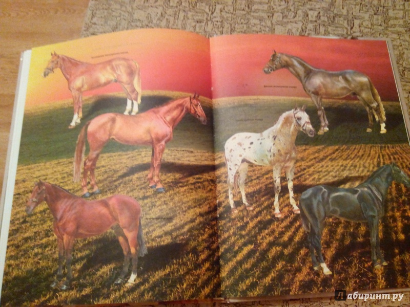 Иллюстрация 9 из 10 для Лошади и пони - Владимир Жабцев | Лабиринт - книги. Источник: Сажина  Александра Андреевна