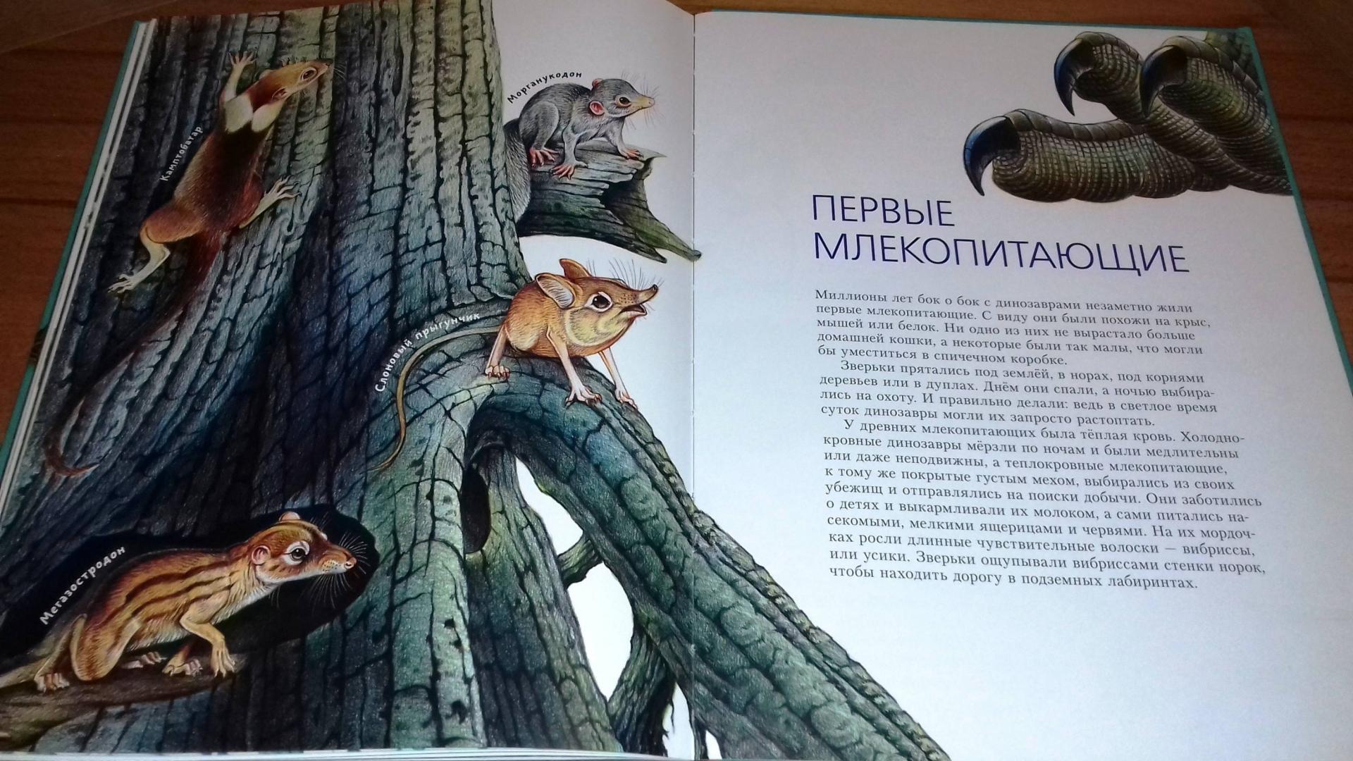 Иллюстрация 39 из 40 для Такие разные динозавры. Энциклопедия в картинках - Затолокина, Мелик-Пашаева, Руденко | Лабиринт - книги. Источник: @bumazhniy_gorod