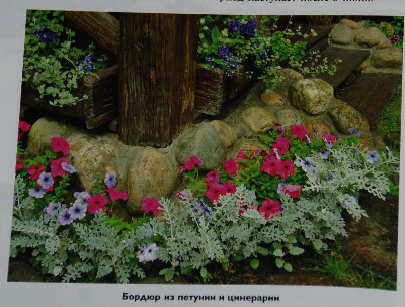 Иллюстрация 12 из 19 для Садовые цветники - Елена Колесникова | Лабиринт - книги. Источник: МаRUSя