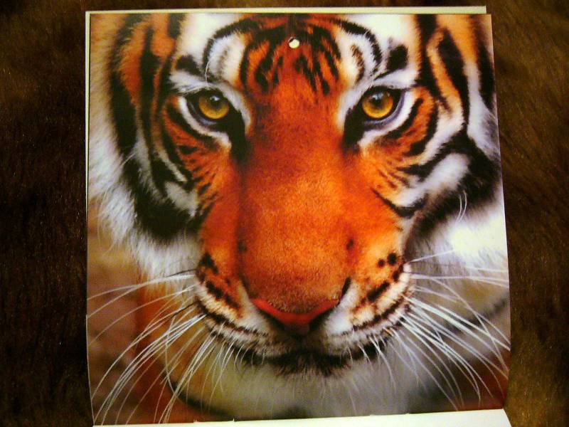 Иллюстрация 9 из 14 для Календарь 2010 Год тигра (0607) | Лабиринт - сувениры. Источник: Nika