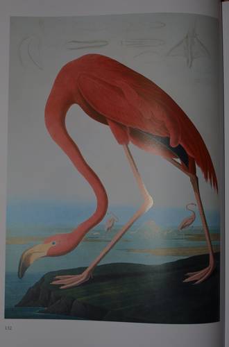 Иллюстрация 27 из 31 для Птицы Америки (в футляре) - Джеймс Одюбон | Лабиринт - книги. Источник: Наталья Бухтиярова