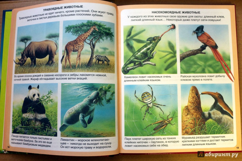 Иллюстрация 20 из 74 для Загадки природы - Бомон, Гийоре | Лабиринт - книги. Источник: Террил