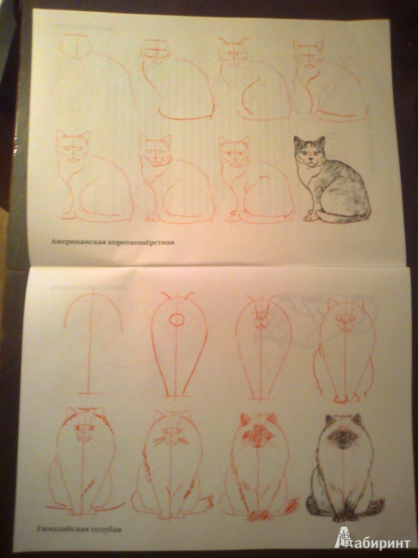 Иллюстрация 10 из 35 для Рисуем 50 кошек - Ли Эймис | Лабиринт - книги. Источник: strela