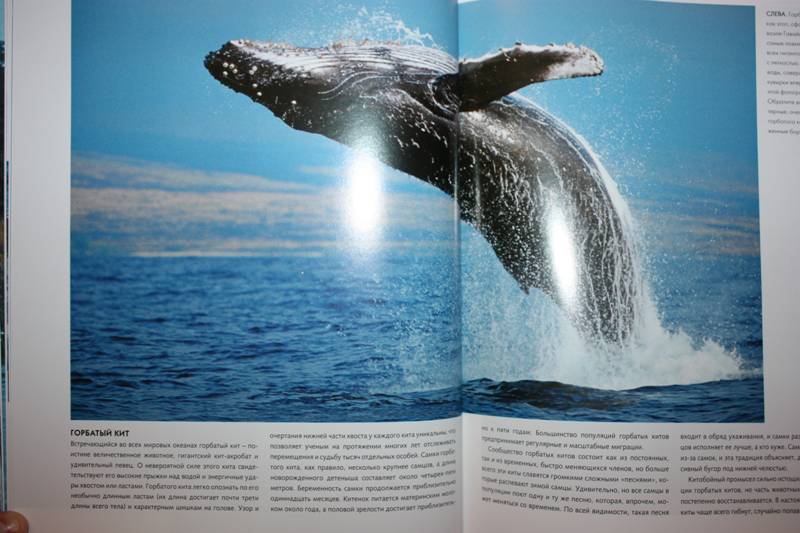 Иллюстрация 26 из 31 для Киты и дельфины. Величественные обитатели морей и океанов | Лабиринт - книги. Источник: Лисенка