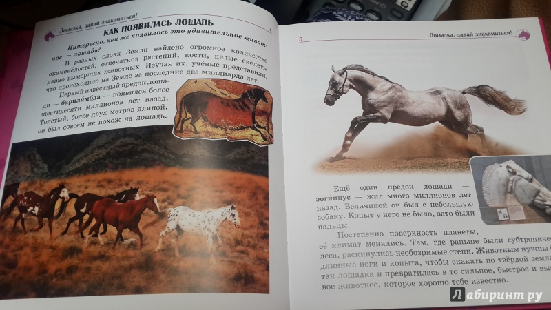 Иллюстрация 17 из 18 для Самое интересное о... лошадях | Лабиринт - книги. Источник: Пужевич  Оксана Анатольевна