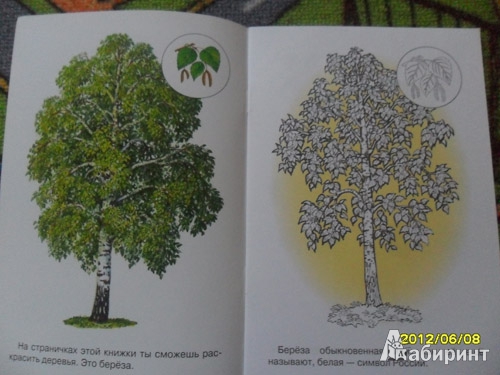 Иллюстрация 2 из 8 для Раскраска. Деревья | Лабиринт - книги. Источник: mogitatiana