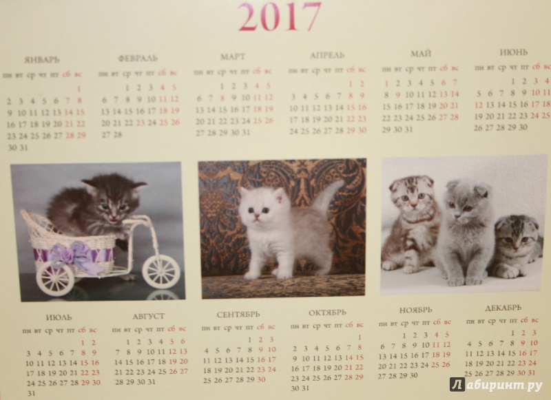 Иллюстрация 28 из 43 для Календарь "Котики. Лучшие кото-фото. 365 дней в году", универсальный - Евгения Гюнтер | Лабиринт - сувениры. Источник: Остапчук  Дарья