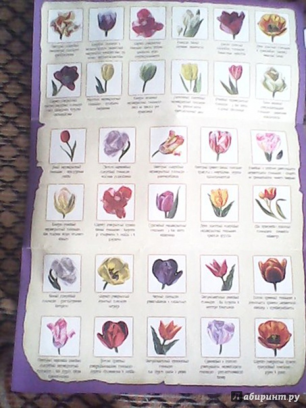 Иллюстрация 3 из 3 для Набор карт №2 для гадания на цветах "Страна тюльпанов" (889019) | Лабиринт - игрушки. Источник: Сироткина  Мария