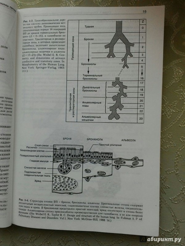 Иллюстрация 8 из 18 для Патофизиология легких - Майкл Гриппи | Лабиринт - книги. Источник: Angreniel
