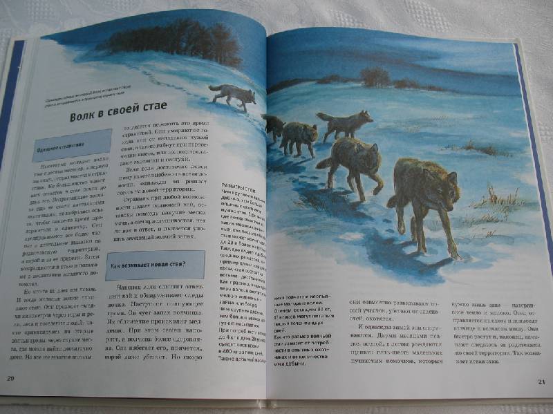 Иллюстрация 25 из 30 для Волки - Эрик Цимен | Лабиринт - книги. Источник: tayana