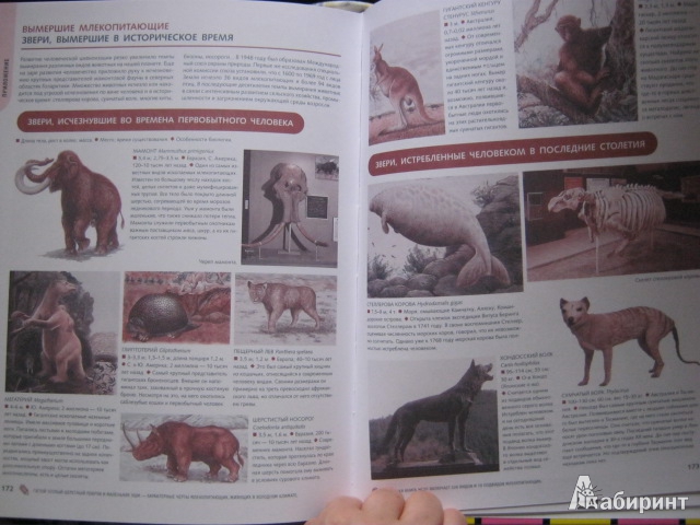 Иллюстрация 15 из 16 для Животные всего мира. От больших до маленьких | Лабиринт - книги. Источник: Евгения39