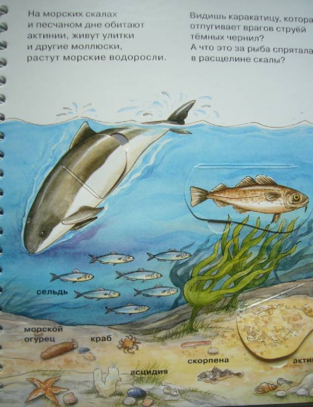 Иллюстрация 51 из 58 для На море - Андреа Эрне | Лабиринт - книги. Источник: Gepardy