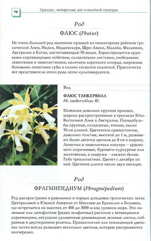 Иллюстрация 34 из 34 для Орхидеи - Коломейцева, Герасимов | Лабиринт - книги. Источник: Ялина