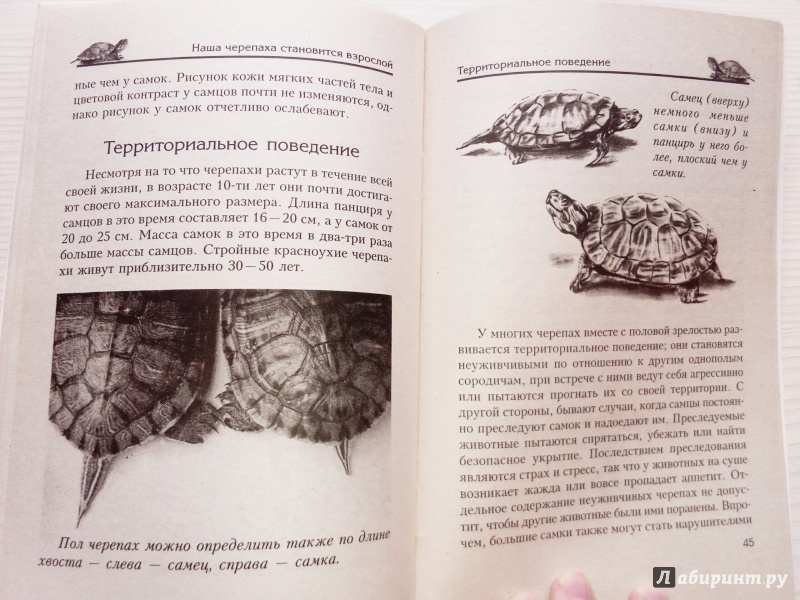 Иллюстрация 10 из 10 для Пресноводные черепахи. Содержание. Кормление - Райнер Прашага | Лабиринт - книги. Источник: книгофобия