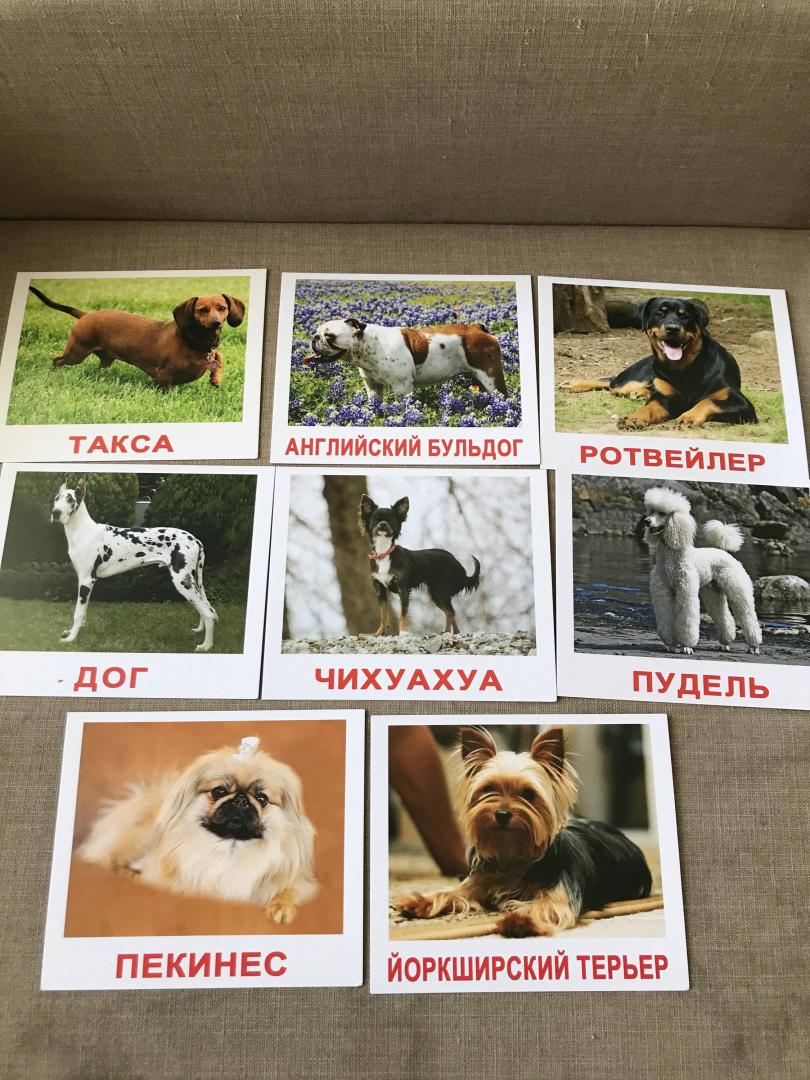 Иллюстрация 12 из 13 для Комплект карточек "Породы собак" (16,5х19,5 см) - Носова, Епанова | Лабиринт - игрушки. Источник: Лабиринт